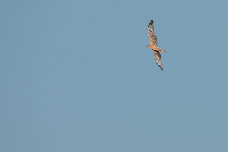 Busard cendré juvénile dans la Crau